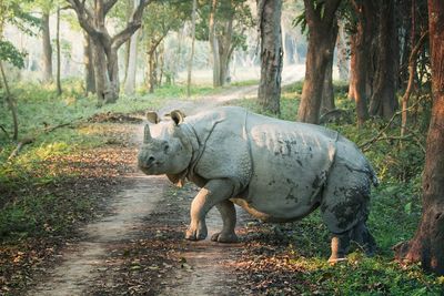 Rhinoceros standing in forest