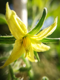 Close-up of yellow flower