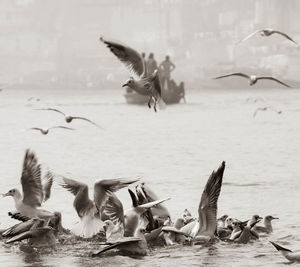 Seagulls flying over sea