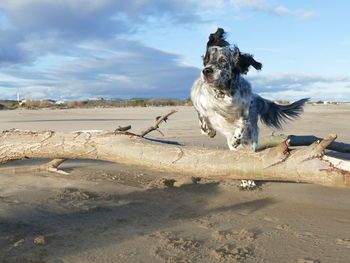 Jumping english setter on the beach