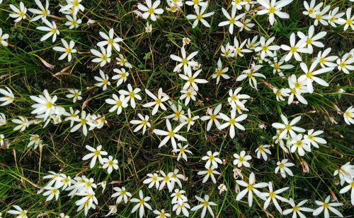 Close-up of white daisy flowers blooming in field