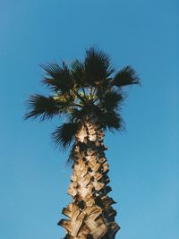 Low angle view of palm tree against blue sky