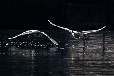 Seagull flying over lake