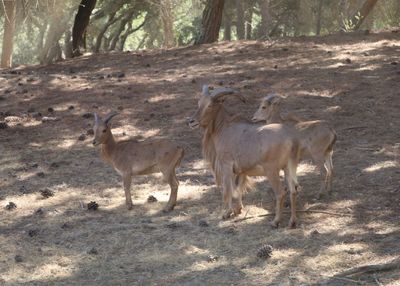 Goat with kid on field