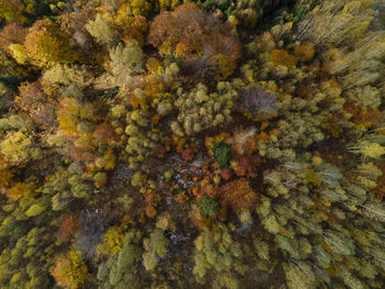 Full frame shot of autumn trees