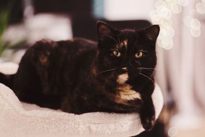 Close-up portrait of a cat at home