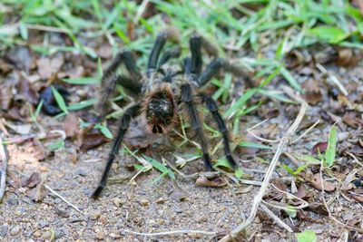 High angle view of bee on land