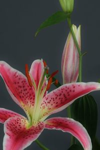 Close-up of pink flower