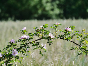 Close-up of flowering plant on field