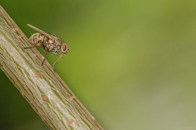 Close-up of insect on leaf