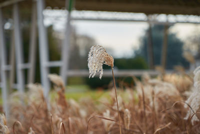 Close-up of mushroom growing on field