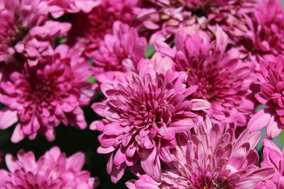 Close-up of pink dahlia blooming outdoors