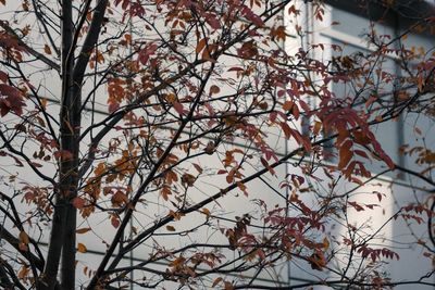 Low angle view of tree