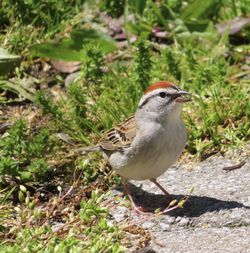 Close-up of bird perching on a field