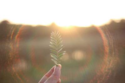 Close-up of hand holding plant against sky