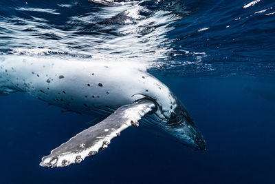 Low section of man swimming in sea