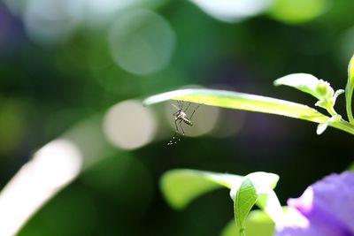 Close-up of insect on plant