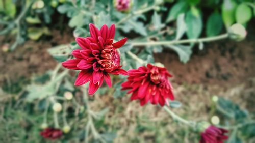 Close-up of red flower blooming outdoors