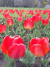 Red poppy blooming in field