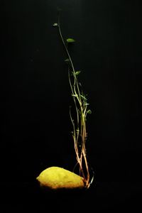 Close-up of plant against black background