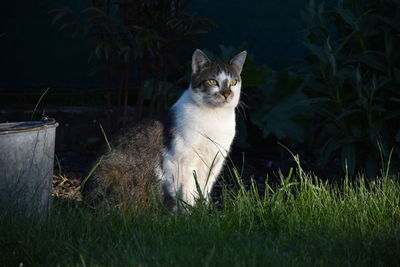 Cat sitting in a field