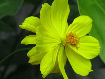 Close-up of yellow flower