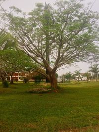 Trees on grassy field