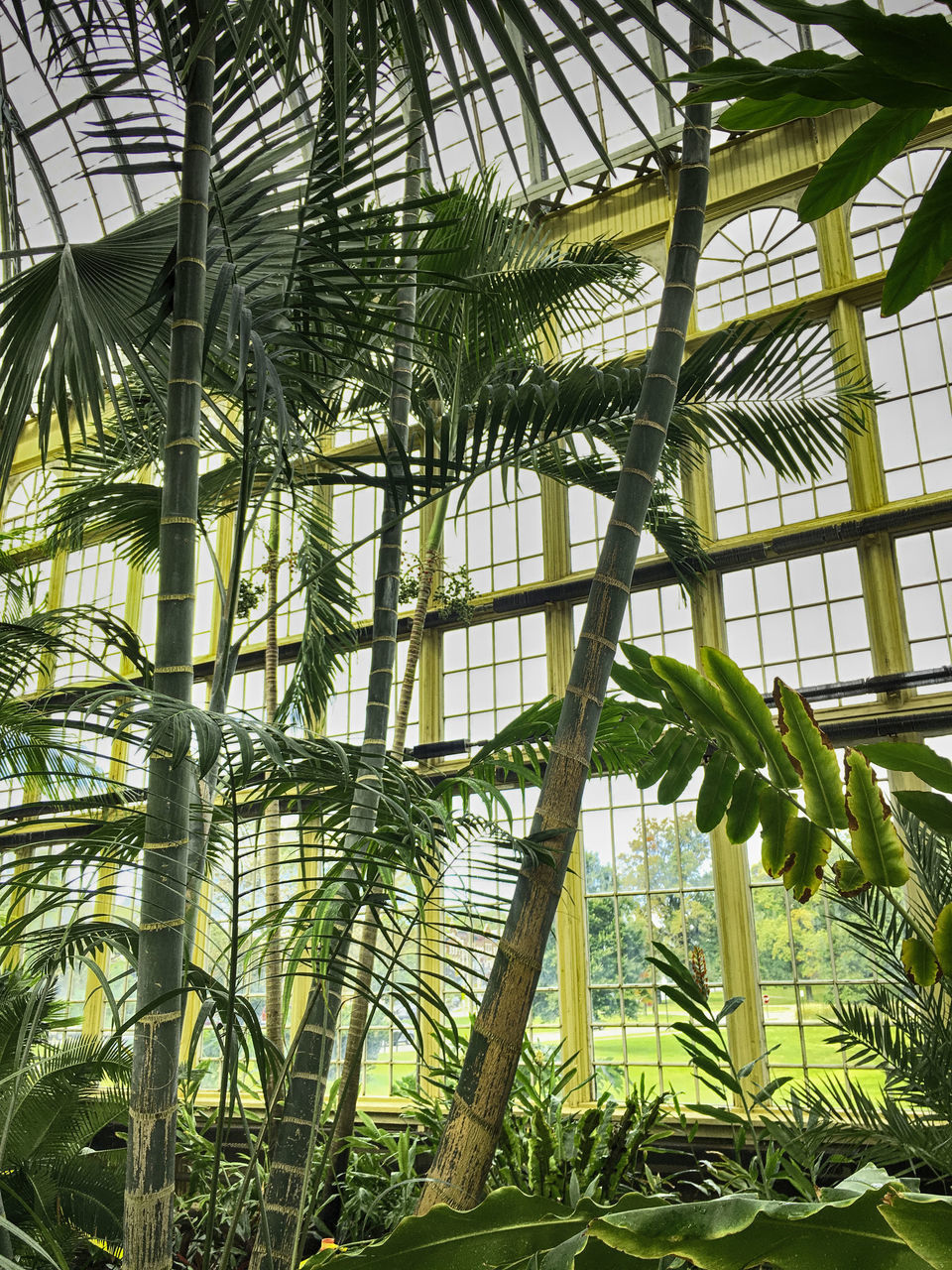 LOW ANGLE VIEW OF BAMBOO PLANTS