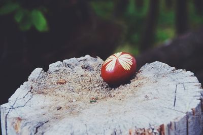 Close-up of mushrooms