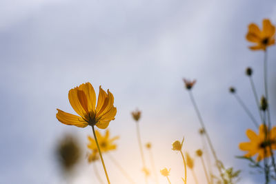 Close-up of yellow cosmos flower against sky