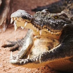 Close-up of a crocodile with its mouth open