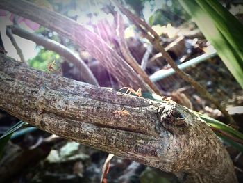 Close-up of lizard on tree trunk