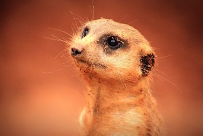 Close-up portrait of meerkat