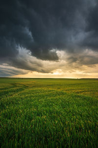 Scenic view of agricultural field against sky