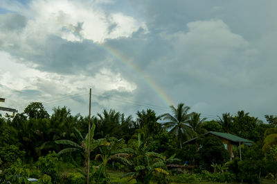 Panoramic view of palm trees on landscape against sky