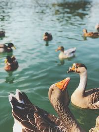 Close-up of duck swimming in lake