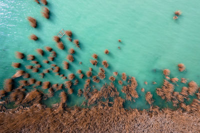 High angle view of starfish on sea shore