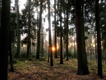 Trees in forest against sky