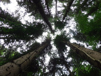 Low angle view of trees