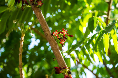 Low angle view of butterfly on flower tree