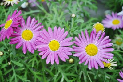 Close-up of pink daisy flowers blooming outdoors