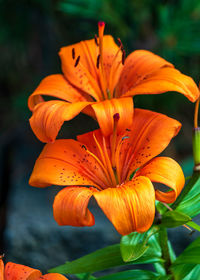 Close-up of orange lilies in park
