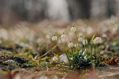 Close-up of white flowering plants on land