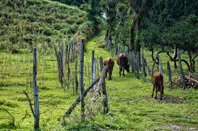 Horses grazing on landscape