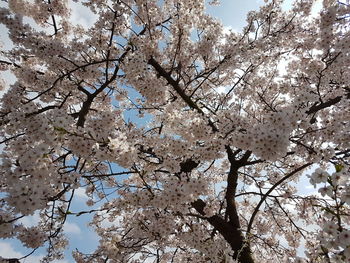 Low angle view of cherry blossoms against sky