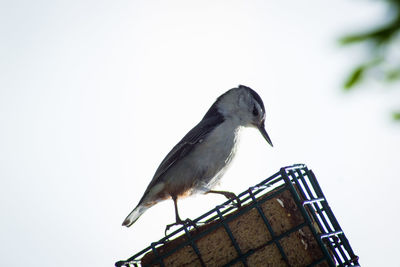 Low angle view of bird perching on wood against sky