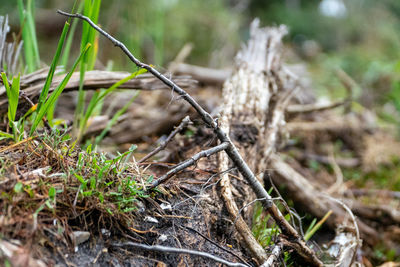 Close-up of dry plant on field