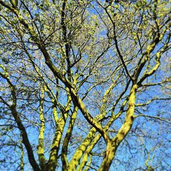 Low angle view of trees