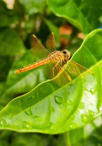 Close-up of dragonfly on leaf