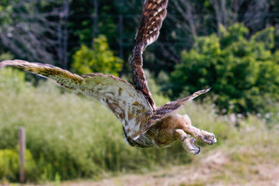 Close-up of a bird flying